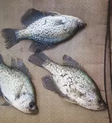 3 Black Crappie
