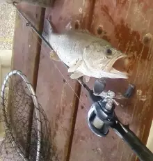 Bass