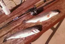 2 Rainbow Trout