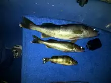 25.5" Walleye