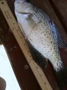 One large Crappie