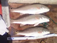 Big Reds in Sarasota Bay