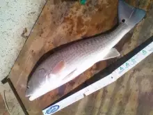 Big Reds in Sarasota Bay