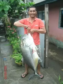 Giant Travelly caught at pier Aparri, Cagayan, Phil