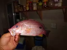 Ain't that a one massive BlackDottedSnapper?!