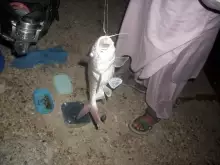 Big (Cat fish) caught.