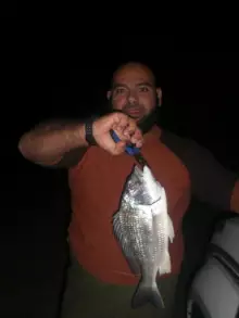 SeaBream Great Size