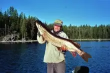 46in. 26.5 lb Tiger Muskie .