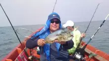 Mahi - Mahi