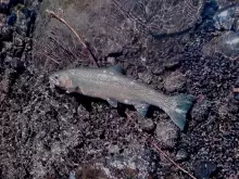 Steelhead 2012