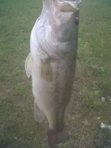 6 lbs