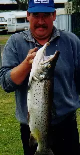 BROWN TROUT...........