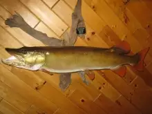 replica musky