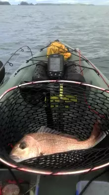 good sized snapper in my kayak