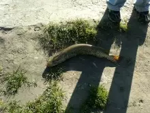 Small Pike, Mohawk River, New York