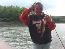 Perch, Mohawk River, Malwyck Park, Schenectady NY