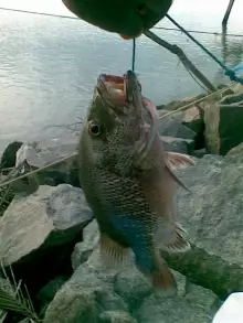 Mangrove Jack from Munampam