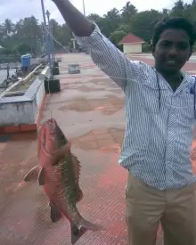 Mangrove Jack in munambam beach,kerala