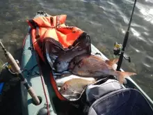 Auckland Winter Snapper