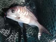 My favorite softbaits for snapper fishing