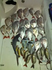 Red snapper Fishing in Dubai