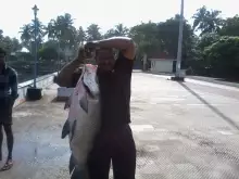 16 kg Rohu(munambam beach,kerala)