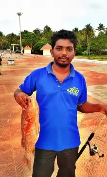 mangrove jack [munambam beach,kerala]