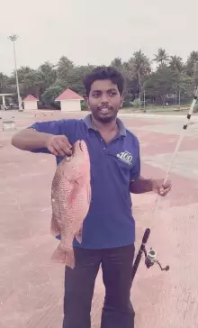 mangrove jack (munambam beach,kerala)