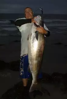 70lbs white sea bass
