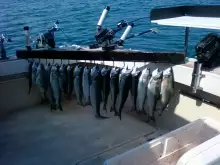 lake michigan coho