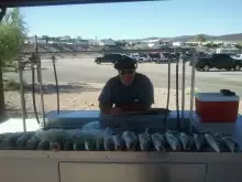 21 good striped bass lkmead nv.