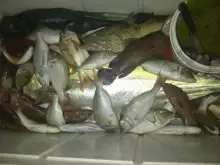 Deep sea Fishing - Abu Dhabi