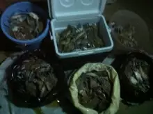Nov. 08-2012 Crabbing @ Abu dhabi- 9:00pm
