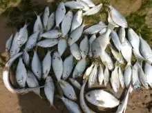 Nov.09-2012 -Fishing-abu dhabi.1