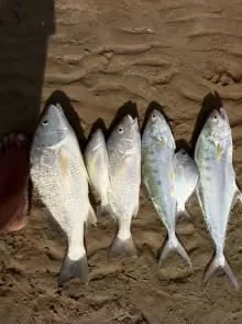 Nov.09-2012-fishing-Abu dhabi.2