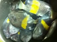 Nov.09-2012-fishing-Abu dhabi.3