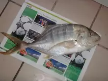 Golden trevally