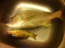 My First Fishing
