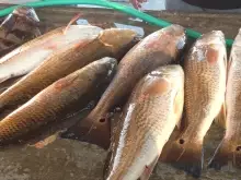 Nice Redfish day!