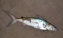 3Kg Catfish caught >> Indian Ocean