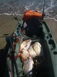 Auckland Summer Snapper Fishing