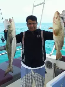 cobia and grouper (hamour)