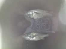 abu dhabi