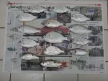 SEA BREAM, NASCER, ETC