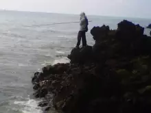 (Indonesian Rabbitfish)