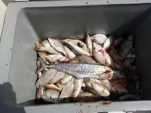abu dhabi fishing