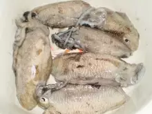 Abu Dhabi Corniche fishing  (April 19, 2013)