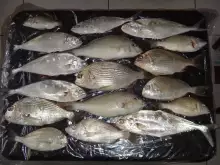 QUEEN FISH, ABU LABAN, SHERRI, SILVER GRUNT, ETC