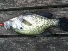 White Perch
