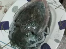 cattle fish(squid )